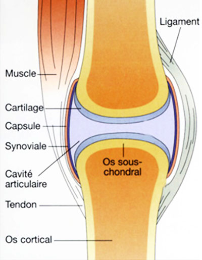 capsule-articulaire